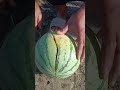 Creative Watermelon Carving Techniques ✨ | Fresh Kitchen Fruit Art