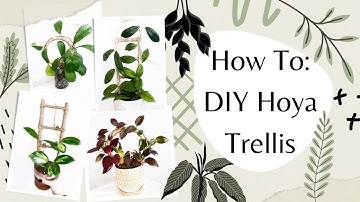 How To Make a Trellis for your Houseplants and Hoyas!