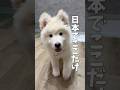 HUSKY CAFE TOKYOに仲間入りした最後の新メンバー「こぶしくん」がついにデビューしました🎉 #ハスキー #大型犬 #可愛い