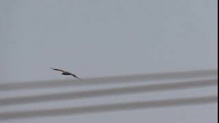 Booted Eagle (Pale Morph)