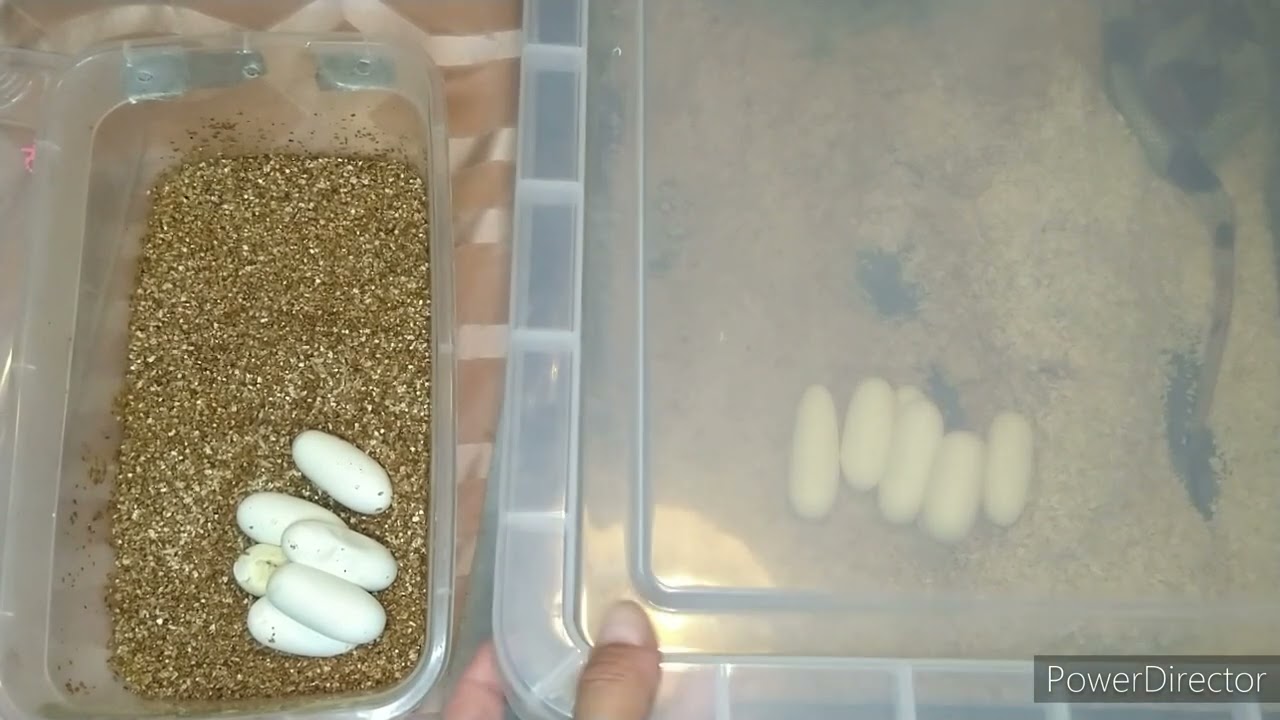 the milk snakes have landed again