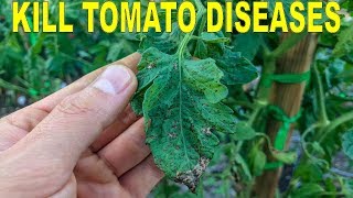 Eliminate Tomato Diseases Naturally With Hydrogen Peroxide And Copper