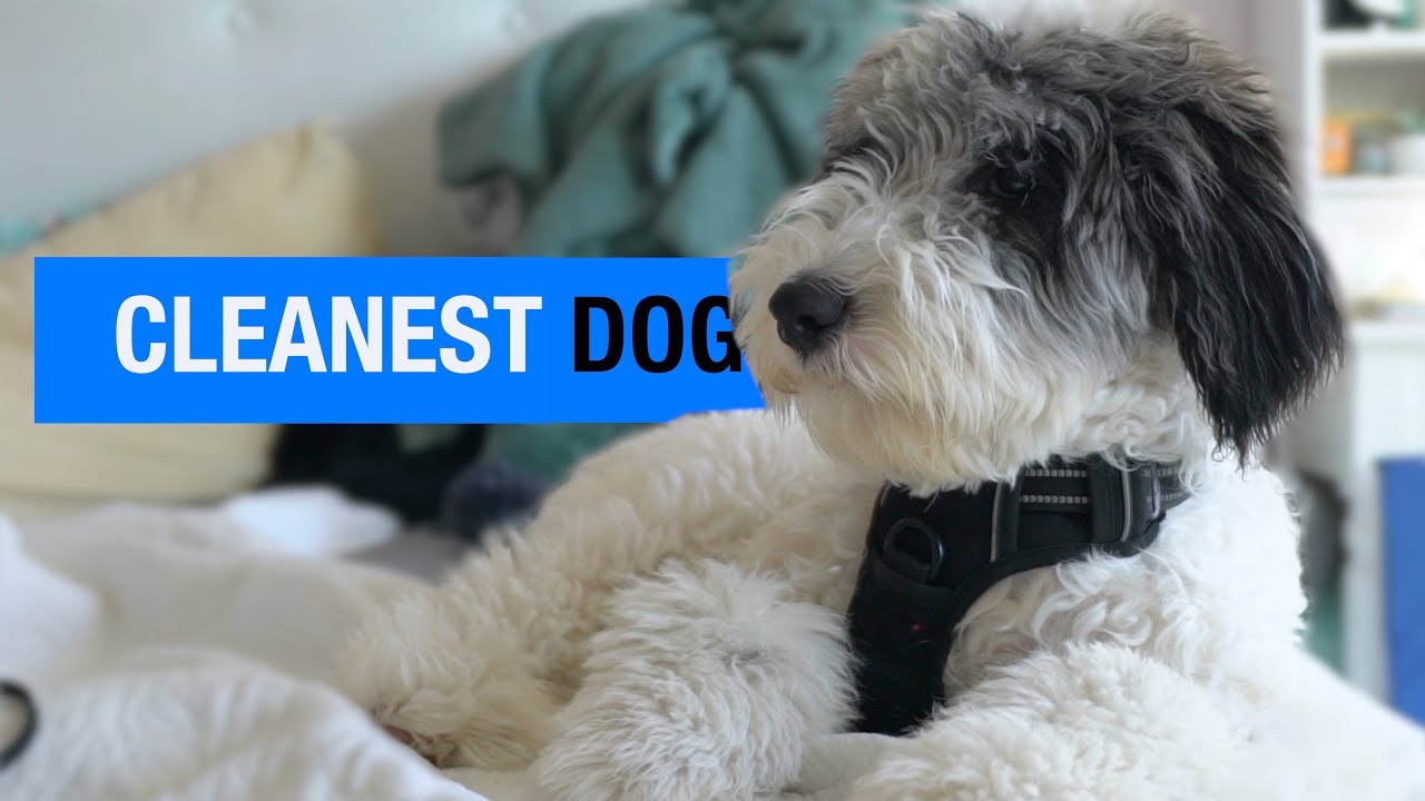 The Cleanest Small Dog Breed You Can Own YouTube