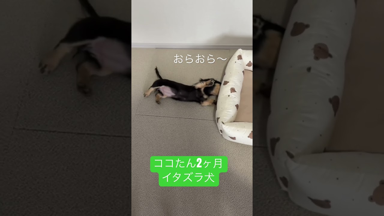 イタズラ大好き #犬 #犬好きさんと繋がりたい #cutedog #ダックス