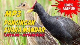 Suara Pancingan Burung Sawah || Mandar Ayam-ayaman 100% AMPUH