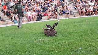 Espectáculo de aves de Senda Viva