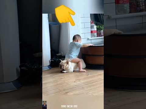 The end 😂 #pet #funny #shortsfeed #cute #viralshorts#ytshorts