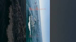 Dolphin Fish Surround My Boat Incredible Moment