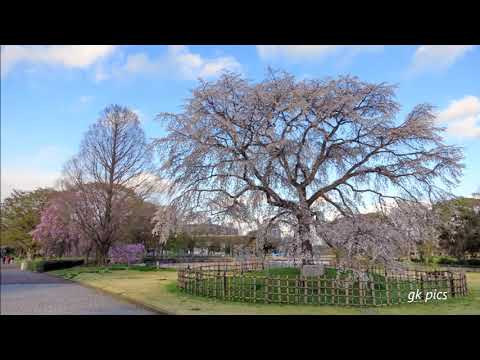 梅花三弄 Mei Hua San Nong (with pinyin and English Translation)