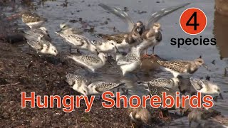 Hungry Sandpipers Feeding along Shore of Northumberland Strait, New Brunswick, Canada by Stuart Tingley 329 views 7 months ago 27 seconds