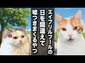 エイプリルフールを１日間違えて堂々とウソつきまくるやつ【コント】 【猫アニメ】