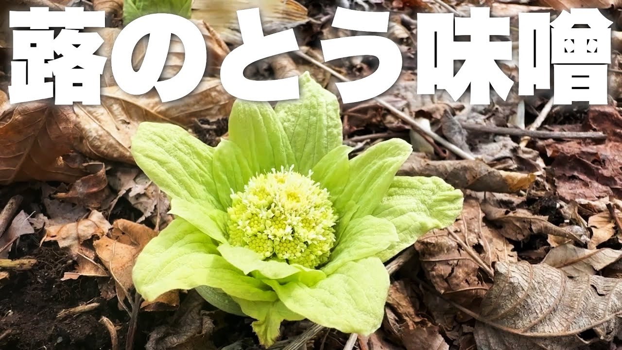 蕗のとうを摘みに裏山へ〜絶品味噌を仕込む