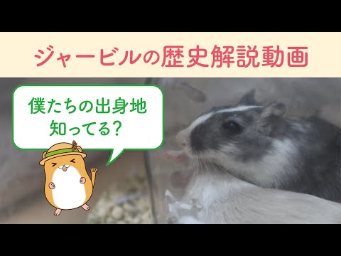 アウラル・コレステアトーマとは？ジェルビルの耳の病気の症状と治療法