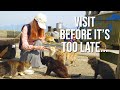 The sad reality of japans famous cat island  aoshima