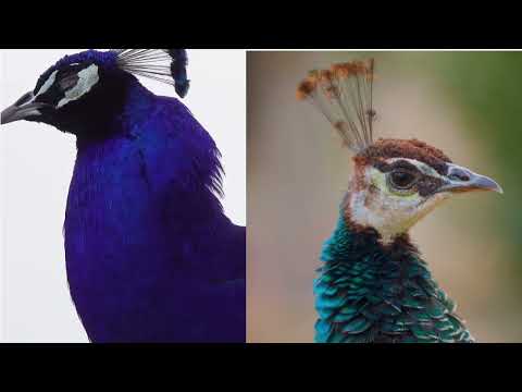 Thumbnail for The Complete Peacock Story