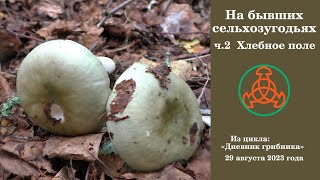 На бывших сельхозугодьях. ч.2. Хлебное поле. Дневник грибника 29 августа 2023 года