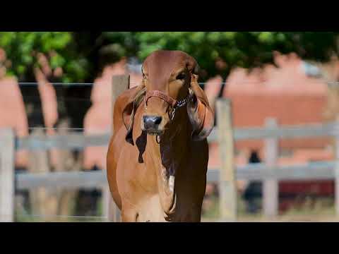 Lote 54 - RBBG1168