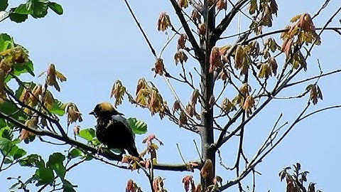 A Bobolink on Governors Island