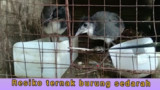 TERNAK BURUNG RUAK RUAK DAN RESIKO NYA!!!!