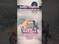 Patiler Ringde WWE 2026 (Wrestling Cats) 🐱💥 #short #wwe #shortvideo #funny #short #keşfet #cat