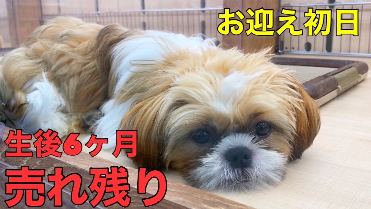 お迎え初日】生後6ヶ月のシーズーの子犬をお迎えしました！ - YouTube