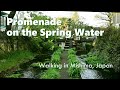 Promenade on the spring water | Sightseeing around Mt. Fuji, Mishima, Japan