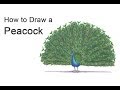 How to Draw a Peacock | Colored Pencil Tutorial