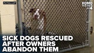 Metro Animal Shelter in Puyallup overwhelmed as abandoned dogs turn up in parks