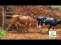 65 Vacas Girolando Paridas e Prenhas, Região de Cataguases MG