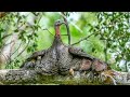 Peru Selvagem da América do Norte ( Meleagris gallopavo silvestris)