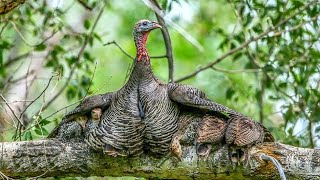 Peru Selvagem da América do Norte ( Meleagris gallopavo silvestris)