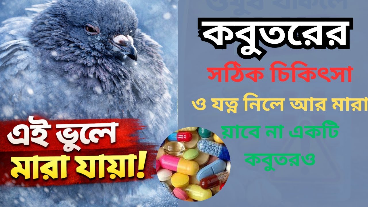 শীতকালে কবুতরের ঠান্ডা ও সর্দির প্রাকৃতিক চিকিৎসা | কবুতরের শীতকালীন যত্ন! 