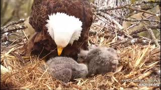 Decorah North Nest 4-12-21, 10 am A warble, poop shoots