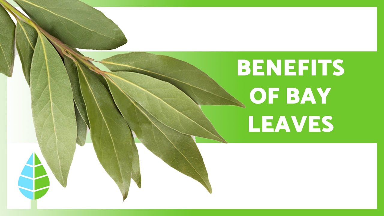 Uses of BAY LEAVES 🌿 (Properties, Benefits and How to Take it)