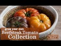 Sow right seeds  beefsteakstyle tomato seeds