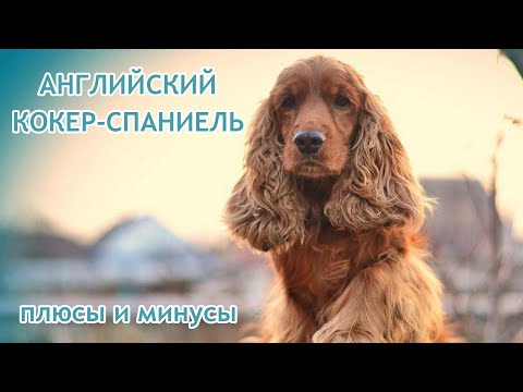 АНГЛИЙСКИЙ КОКЕР СПАНИЕЛЬ. Плюсы и минусы породы ENGLISH COCKER SPANIEL