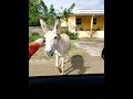 Friendly Ass in Bonaire