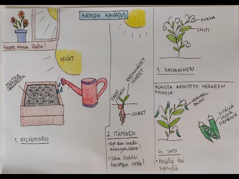 Video: Nemesian lisääntyminen: Opi lisäämään Nemesian kasveja