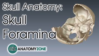 Foramina Of The Skull Skull Anatomy