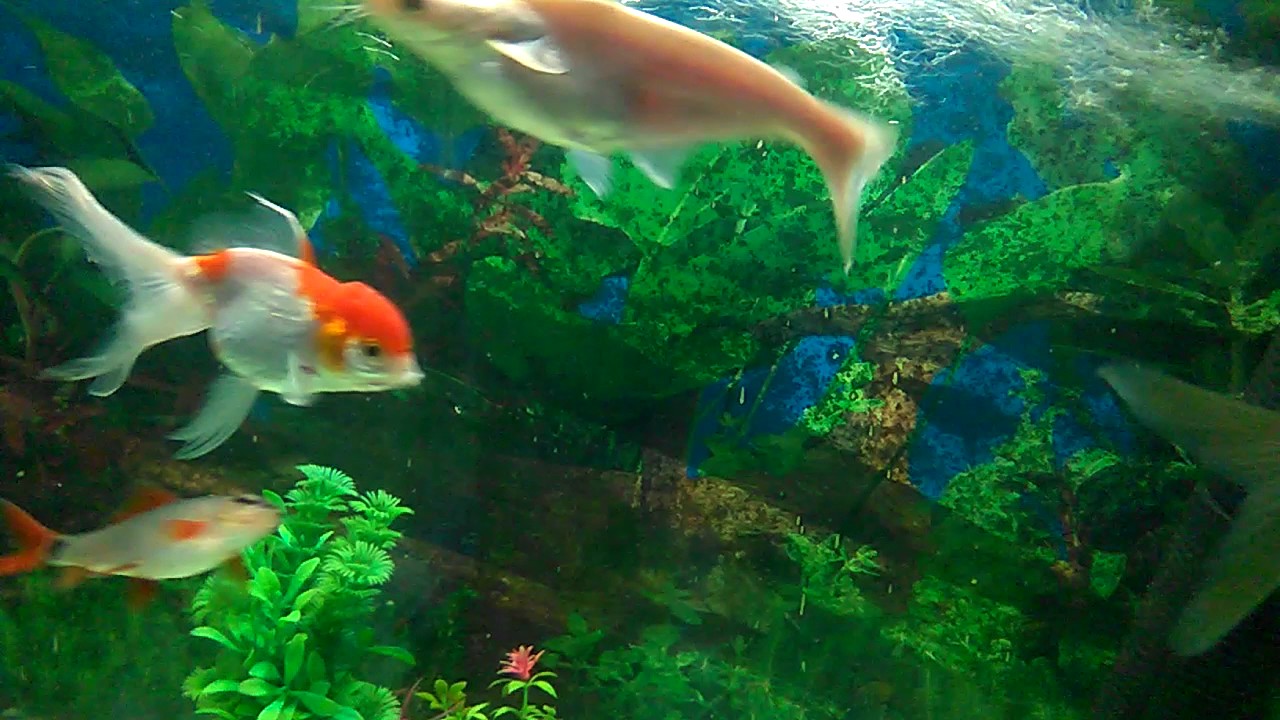 Fish aquarium YouTube