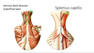 Muscles of the Back