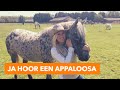 Ja hoor een Appaloosa | PaardenpraatTV