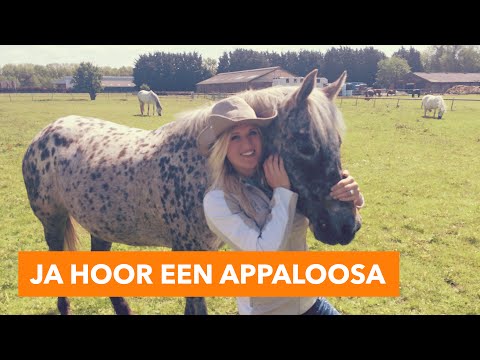 Video: Appaloosa-paardenras: foto, beschrijving. Appaloosa paard: luipaard, laurier