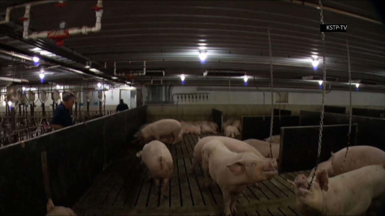 Virus affecting US meat processing plants YouTube