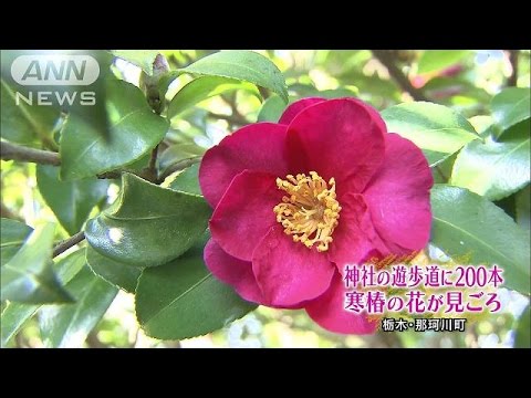 寒椿 花言葉