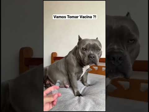 كلب يعض صاحبو دكتور تطعيم dog اكبر إبرة💉