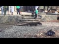 Dos Dragones de Komodo aterrorizan a un poblado