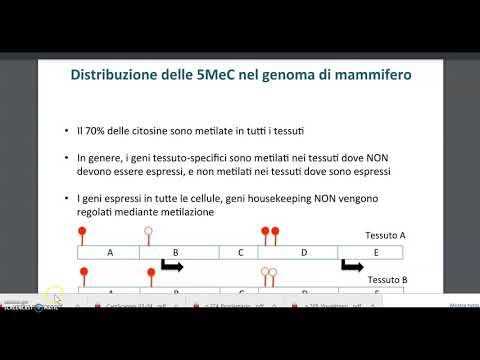 Video: Quando la citosina metilata subisce la deaminazione diventa?