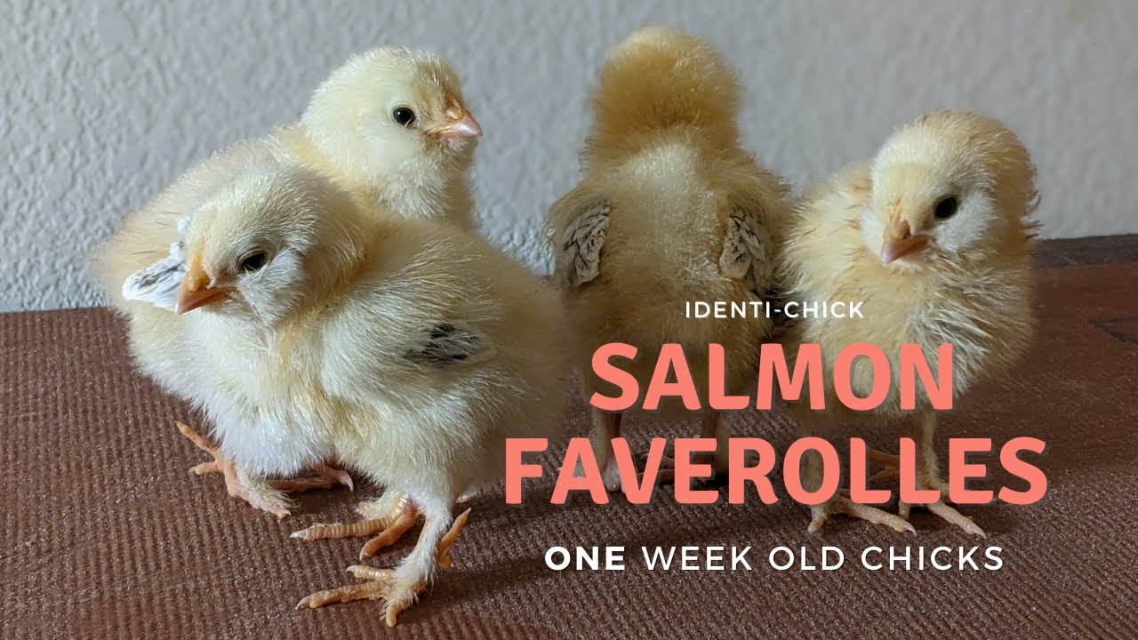 Salmon Faverolles 1WeekOld Chicks YouTube