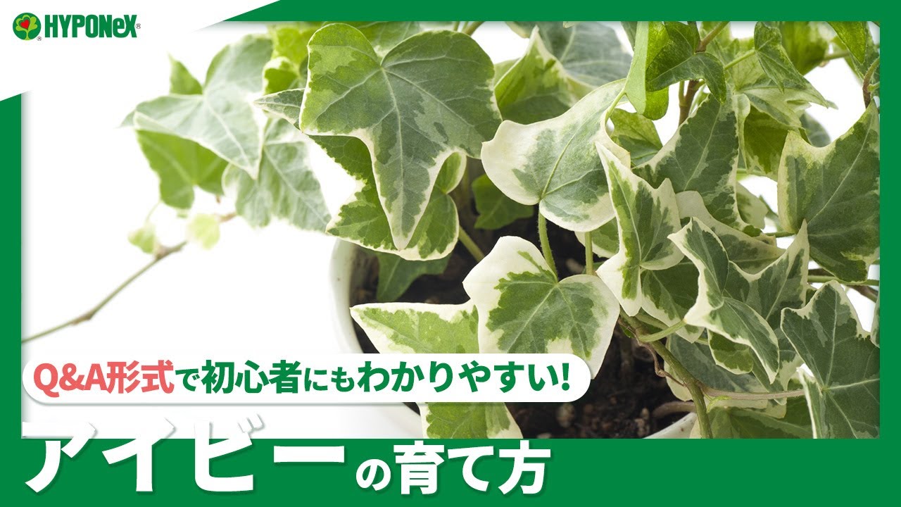 85 アイビーの育て方 たくさん増やしたい 植えつけや水やりや肥料の与え方 剪定方法もご紹介 Plantiaq A 植物の情報 育て方をq A形式でご紹介 Youtube